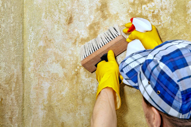 Best Mold Remediation for Vacation Homes  in Poynette, WI