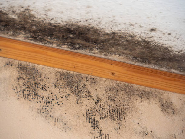 Best Emergency Mold Remediation  in Poynette, WI