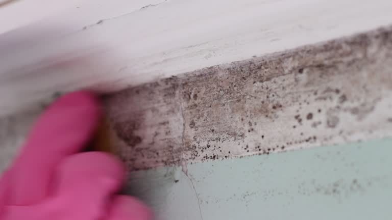 Trusted Poynette, WI Mold Removal Experts